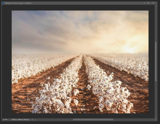 Cotton field